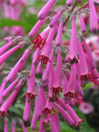 Phygelius Croftway 'Purple Prince' (info) | Purple Prince Cape Fuschia (info)