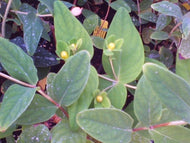 Hypericum inodorum 'Mystical Beauty' (1 qt) | Mystical Beauty St. John's Wort (1 qt)
