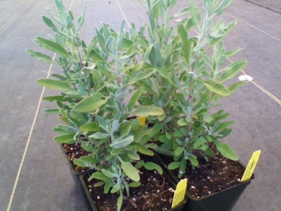 Salvia clevelandii 'Allen Chickering' (1 qt) | Allen Chickering Sage (1 qt)
