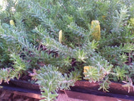 Grevillia lanigera (1 qt) | Woolly Grevillea (1 qt)
