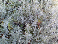 Germander