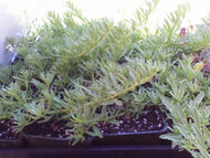 Davis Slender Myoporum
