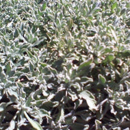 Achillea ageratifolia (4