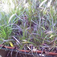 Purple Fountain Grass