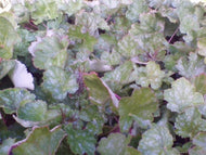 Dale's Strain Coral Bells