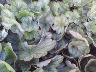 Peppermint Spice Coral Bells
