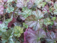 Harvest Burgundy Coral Bells