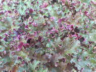 Purple Petticoats Coral Bells