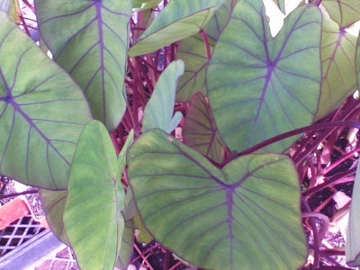 blue elephant ear plant Colocasia esculenta 'Blue Hawaii' (1 qt)