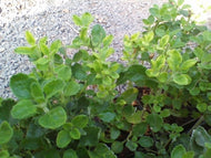 Teucrium flavum (1 qt) | Yellow Germander (1 qt)