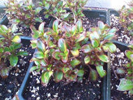 Tequila Sunrise Mirror Bush