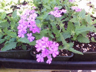 Garden Verbena
