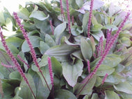 Giant Turkish Plantain