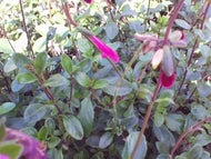 Salvia buchananii (1 qt) | Buchanan Sage (1 qt)