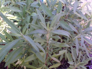 Salvia mellifera (1 qt) | Black Sage (1 qt)
