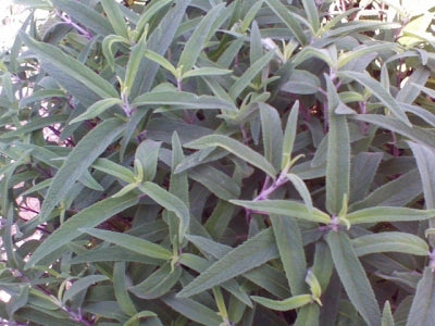 Salvia leucantha 'Santa Barbara' (1 qt) | Santa Barbara Mexican Bush Sage (1 qt)