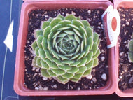 Sempervivum 'Ruby Heart' (4