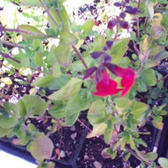 Salvia greggii 'Flame' (1 qt) | Flame Autumn Sage (1 qt)
