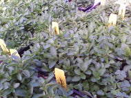 Origanum vulgare 'Compacta Nana' (4