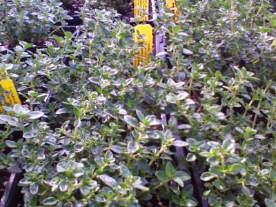 Thymus x citriodorus | Lemon Thyme