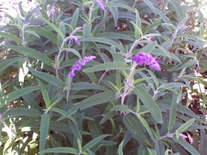 Salvia leucantha 'Midnight' (1 qt) | Midnight Mexican Bush Sage (1 qt)