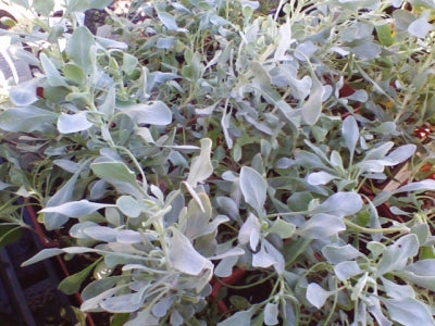 Salvia pachyphylla (1 qt) | Mojave Sage (1 qt)