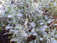 Salvia pachyphylla (1 qt) | Rose Sage (1 qt)