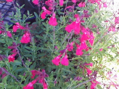 Salvia greggii 'Lipstick' (1 qt) | Lipstick Autumn Sage (1 qt)