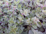 Origanum vulgare 'Greek Mountain' (4