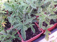 Pelargonium 'Rober's Lemon Rose' (4