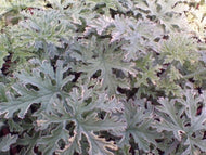 Pelargonium graveolens 'Lady Plymouth' (4