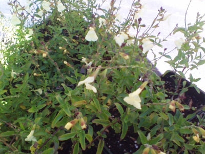 Salvia greggii 'Moonglow' (info) | Moonglow Autumn Sage (info)
