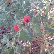 Sphaeralcea 'Newleaze Coral' (1 qt) | Globe Mallow (1 qt)