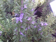 Rosmarinus officinalis 'Spice Island' (4