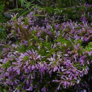 Poliomintha longiflora (4