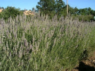 Lavandula x intermedia 'Provence' (4