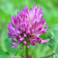 Trifolium pratense (4