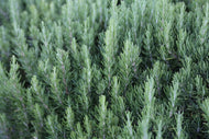 Rosmarinus officinalis 'Tuscan Blue' (4