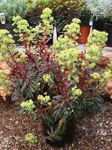 Euphorbia 'Ruby Glow' (1 qt) | Ruby Glow Spurge (1 qt)