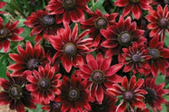 Rudbeckia hirta 'Cherry Brandy' | Cherry Brandy Black Eyed Susan