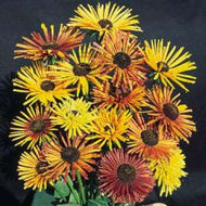 Rudbeckia hirta 'Chim Chiminee' | Chim Chiminee Black Eyed Susan