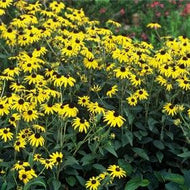 Rudbeckia fulgida 'Goldsturm' (1 qt) | Goldsturm Black Eyed Susan (1 qt)