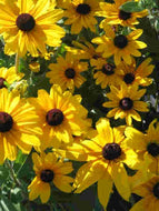 Rudbeckia hirta 'Indian Summer' | Indian Summer Black Eyed Susan