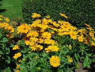 Rudbeckia hirta 'Irish Spring' | Irish Spring Black Eyed Susan