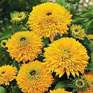 Rudbeckia hirta 'Maya' | Maya Black Eyed Susan