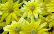 Rudbeckia hirta 'Prairie Sun' | Prairie Sun Black Eyed Susan
