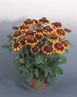 Rudbeckia hirta 'Rustic Colors' | Rustic Colors Black Eyed Susan
