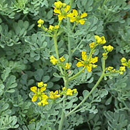 Ruta graveolens (4