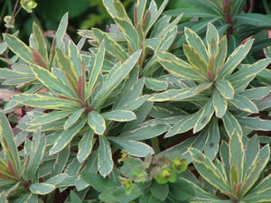 Euphorbia characias 'Helena's Blush' | Helena's Blush Spurge