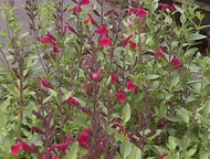 Salvia greggii 'Raspberry' (1 qt) | Raspberry Autumn Sage (1 qt)